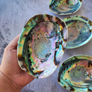 Abalone Shells