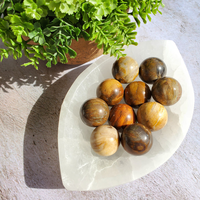 Petrified Wood Mini Spheres