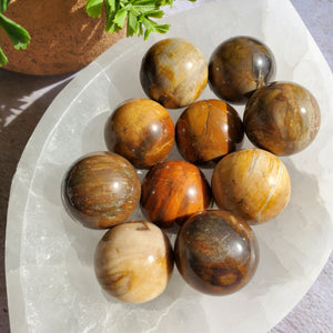 Petrified Wood Mini Spheres