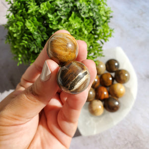 Petrified Wood Mini Spheres