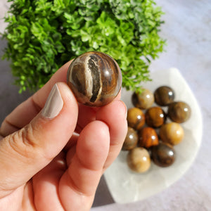 Petrified Wood Mini Spheres