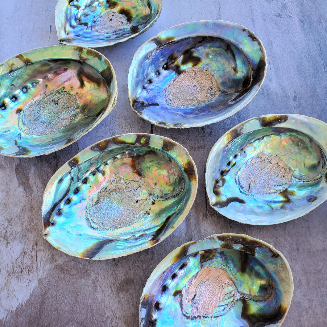 Abalone Shells