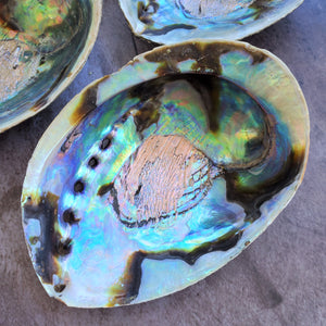 Abalone Shells