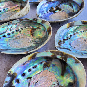 Abalone Shells