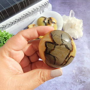 Septarian Palm Stones