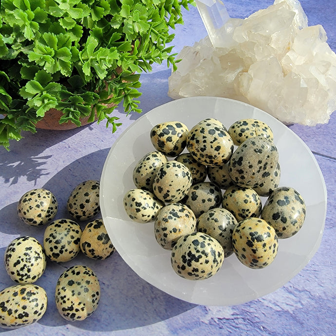 Dalmatian Jasper Tumbled Stones